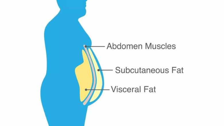 Diagram showing visceral fat beneath the abdominal muscles and subcutaneous fat under the skin